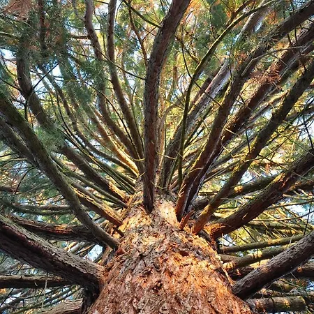 La Sequoia Les Bordes-Aumont