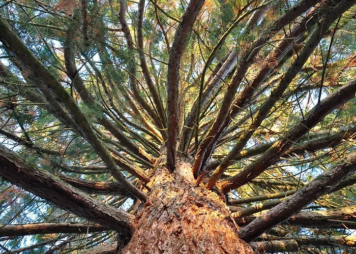 La Sequoia Les Bordes-Aumont